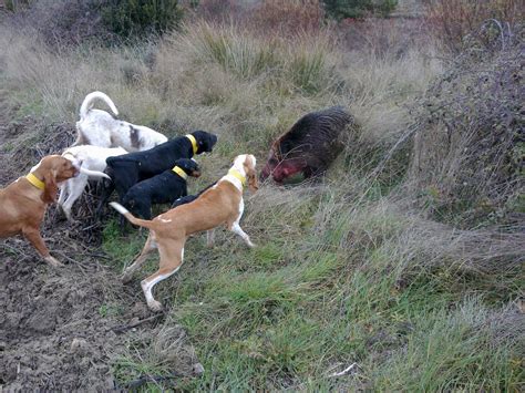 perros de jabali en venta|Perros de caza para Jabalí 